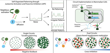 A novel reaction-diffusion architecture for engineering self-organized patterns in mammalian cells | brvbe | RMH | Scoop.it