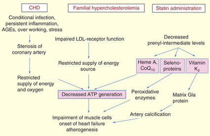 Statins stimulate atherosclerosis and heart failure: pharmacological mechanisms | Health Supreme | Scoop.it