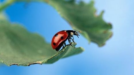 [Podcast] Les savanturiers sp&eacute;cial agro&eacute;cologie | France Inter - 04.09.2016 | EntomoScience | Scoop.it