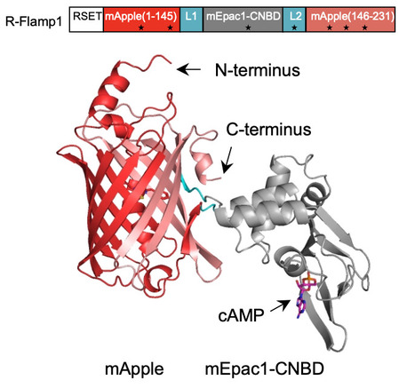 A highly sensitive genetically encoded red cAMP sensor for multiplex imaging in vivo | Ncm | RMH | Scoop.it