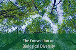 Ban appoints Brazilian environment official as UN biodiversity chief | BIODIVERSITY IS LIFE  &ndash; | Scoop.it