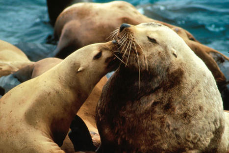 Steller Sea Lion | NOAA Fisheries | World Science Environment Nature News | Scoop.it