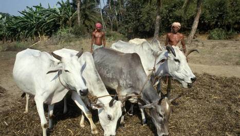 Software helps cut Indian cows’ methane emissions | Elevage et environnement | Scoop.it
