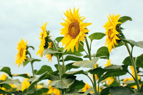 Global sunseed production to reach 59.3 mln tons in 2025/26 | MED-Amin network | Scoop.it