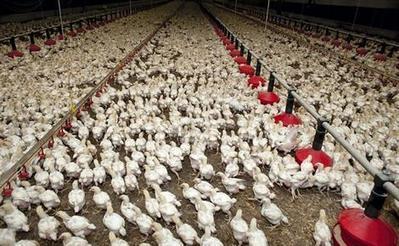 Les FRSEA de l’Ouest interpellent les industriels avicoles - ouest-france.fr | Agriculture en Pays de la Loire | Scoop.it