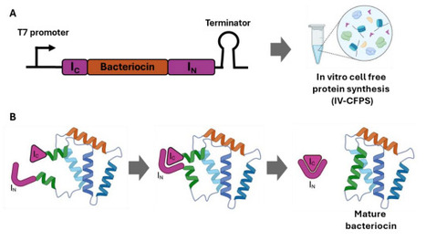 An Enhanced Split Intein-Mediated Ligation (SIML) Platform for Rapid Discovery and Functional Screening of Circular Bacteriocins | brvbe | RMH | Scoop.it