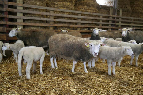 Ovins : Moins d’agneaux à l’abattoir en décembre | La Gazette des abattoirs | Scoop.it