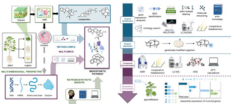 Tendances émergentes dans la biosynthèse des produits naturels végétaux : Une perspective chimique | Life Sciences Université Paris-Saclay | Scoop.it