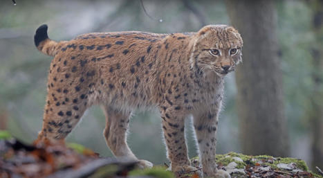 VIDÉO. Ils passent 4 heures en compagnie d'un lynx sans oreille dans le Jura | Biodiversité - @ZEHUB on Twitter | Scoop.it