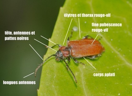 La callidie rouge sang - Quel est cet animal ? | Insect Archive | Scoop.it
