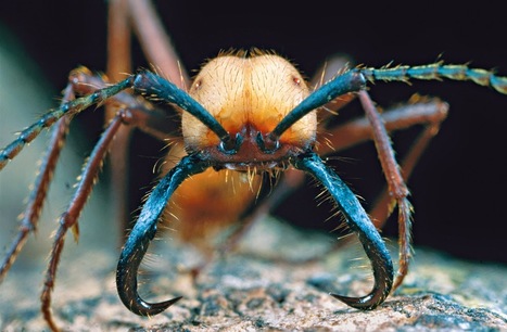10 petites histoires extraordinaires chez nos amies les fourmis | Insect Archive | Scoop.it