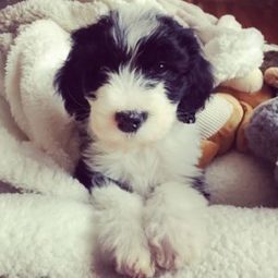 mini sheepadoodle puppies available now