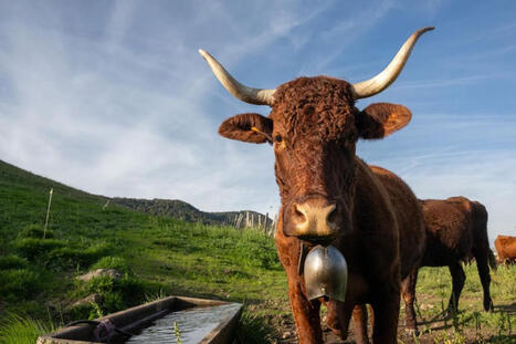 Le boeuf a le vent en poupe, le lait en berne... Six points &agrave; retenir sur la situation de l'agriculture dans le Cantal | Actualit&eacute; B&eacute;tail | Scoop.it