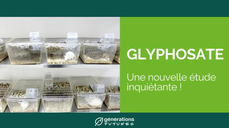 Étude internationale sur la cancérogénicité du Glyphosate : découvertes inquiétantes sur la leucémie chez les rats. | Toxique, soyons vigilant ! | Scoop.it