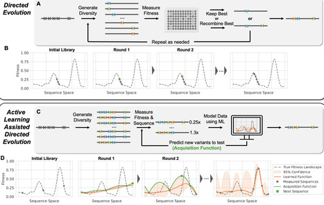 Active Learning-Assisted Directed Evolution | Brvbe | RMH | Scoop.it