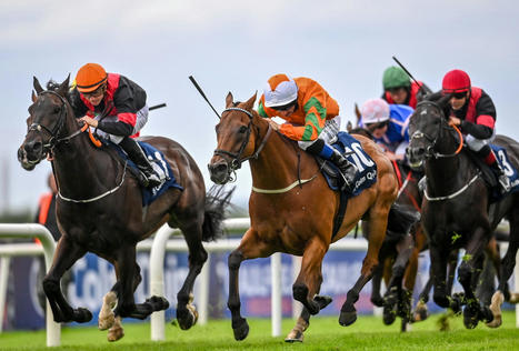 PETA calls for ban on horseracing: 'They suffer and die for entertainment' | Racing Business | Scoop.it
