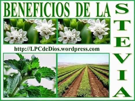 La #Stevia es un agente contra el #cáncer, anti-inflamatoria y natural | PIENSA en VERDE | Scoop.it