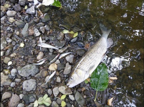 Pollution d’un affluent de la Largue / 09.08.2018 | Pollution accidentelle des eaux (+ déchets plastiques) | Scoop.it