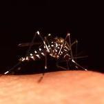 Quand Twitter permet de suivre le chikungunya  | Biodiversité | Scoop.it