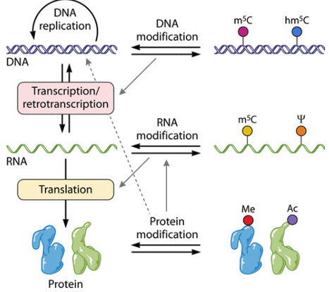 Compendium of RNA modifications for bacterial stress adaptation | mmbr | RMH | Scoop.it