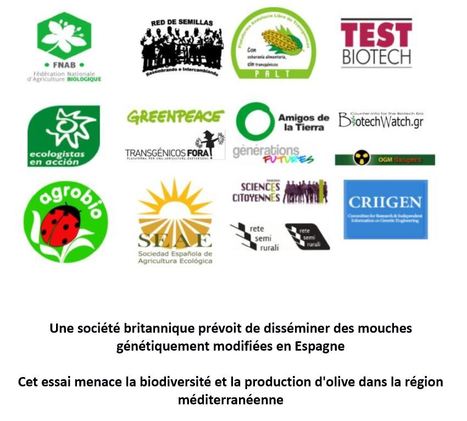 Le gouvernement catalan refuse de recourir aux mouches OGM | EntomoNews | Scoop.it