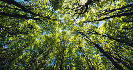 Assises de la forêt et du bois : un événement salué, mais les attentes restent fortes | Biodiversité | Scoop.it