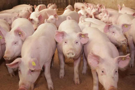 L’Australie s’ouvre aux viandes porcines françaises | Actualité Bétail | Scoop.it