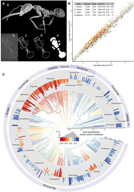 Chez les fourmis, la quantit&eacute; prime sur la qualit&eacute; | EntomoNews | Scoop.it