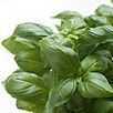 Recettes santé et beauté autour du basilic - Elixirs-bio.com, le blog | Aromathologie | Scoop.it