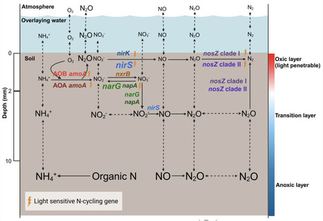 Millimeter-scale niche differentiation of N-cycling microorganisms across the soil-water interface has implications for N2O emissions from wetlands | isme | RMH | Scoop.it