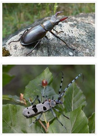 Enquêtes participatives : c’est la saison du Lucane Cerf-volant et de la Rosalie des Alpes | Variétés entomologiques | Scoop.it