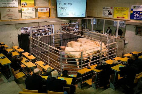 Corbigny: la Sicagemac, acteur incontournable de l’élevage local | Actualité Bétail | Scoop.it