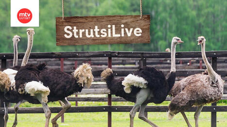 N&auml;in strutsin poikaset kuoriutuvat ja kehittyv&auml;t &ndash; t&auml;st&auml; alkaa StrutsiLive! | Lehti | Scoop.it