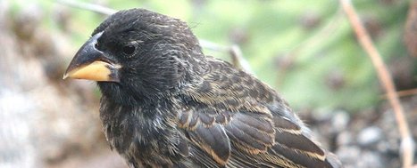 A New Bird Species Has Evolved on Galapagos And Scientists Watched It Happen | Galapagos | Scoop.it