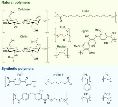 Enzymatic recycling and microbial upcycling for a circular plastics bioeconomy | CiB | RMH | Scoop.it