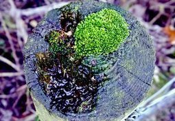 The tiny world in a rotten post top: Guardian Country Diary by Paul Evans   | Nature Flash | Scoop.it