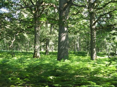 Changement climatique : les forêts de plaine menacées - notre-planete.info | Biodiversité - @ZEHUB on Twitter | Scoop.it