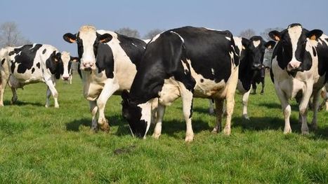 Marché des produits laitiers - Fixer à l'avance le prix du lait, une « solution à la crise » ? | Economie de l'Elevage | Scoop.it