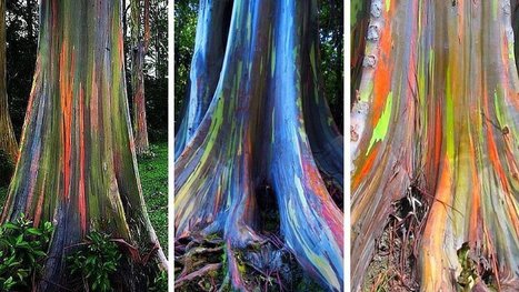 La couleur de ces arbres change tout le temps ! 19 photos d’une espèce extraordinaire ! | La Sagesse de la Nature | Scoop.it
