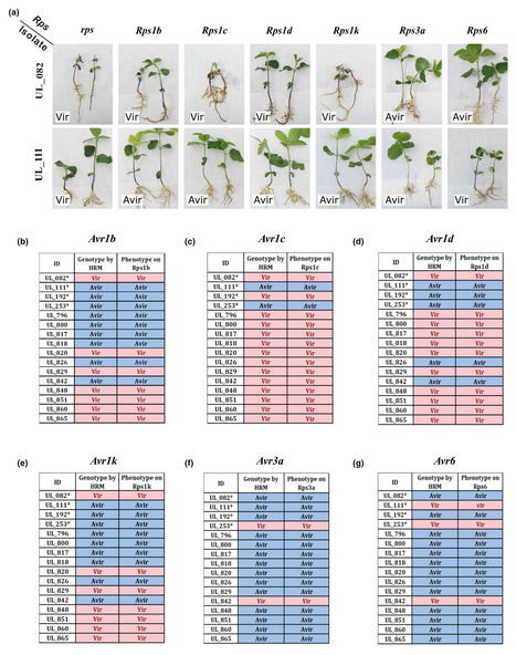 Original Paper in Mol Plant Pathol &bull; B&eacute;langer Lab 2023 &bull; A rapid molecular diagnostic tool to discriminate alleles of avirulence genes and haplotypes of Phytophthora sojae using high-resolution mel... | Originals | Scoop.it