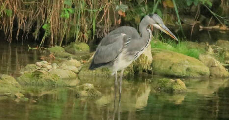 Ar&ccedil;on. Conf&eacute;rence sur la biodiversit&eacute; dans le Haut-Doubs propos&eacute;e ce vendredi | Revue de presse | L'habitat & son environnement dans le Doubs : Architecture. Urbanisme. Environnement. Paysage. Logement | Scoop.it