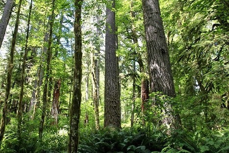 Oregon Court Rules Sale of Elliott State Forest Tract Illegal | Timberland Investment | Scoop.it