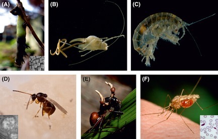 Walking with insects... / Les mécanismes moléculaires derrière la manipulation du comportement de l'hôte par le parasite | Insect Archive | Scoop.it