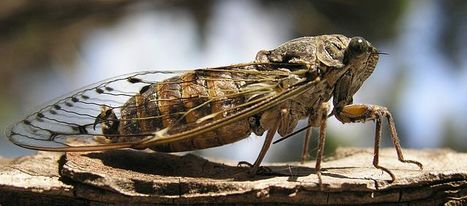 Nouvelle histoire évolutive des cigales d'Europe | EntomoScience | Scoop.it