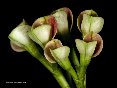 High Contrast Plant Macro Images | Mirrorless Cameras | Scoop.it