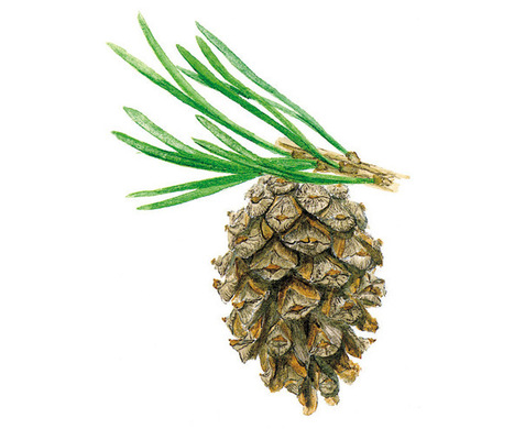 Pinus sylvestris - EUFORGEN European forest genetic resources programme | Biodiversité | Scoop.it