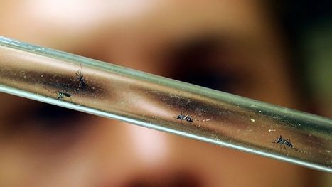 Chikungunya : des vaccins bientôt testés chez l'homme | EntomoNews | Scoop.it
