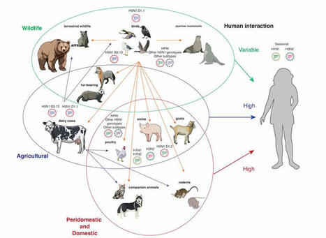 #influenza #avianinfluenza #birdflu #evolution #h5n1 #hpai #health… | Juan Lama | History of Immunology | Scoop.it