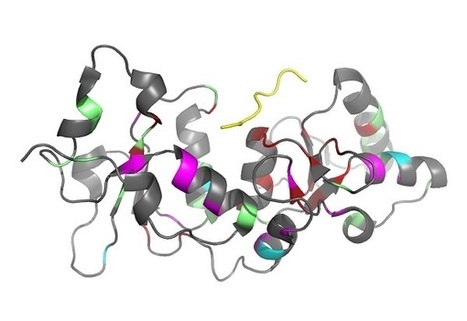 Quelle relation entre variants du gène BRCA1 et prédisposition au cancer ? | Life Sciences Université Paris-Saclay | Scoop.it
