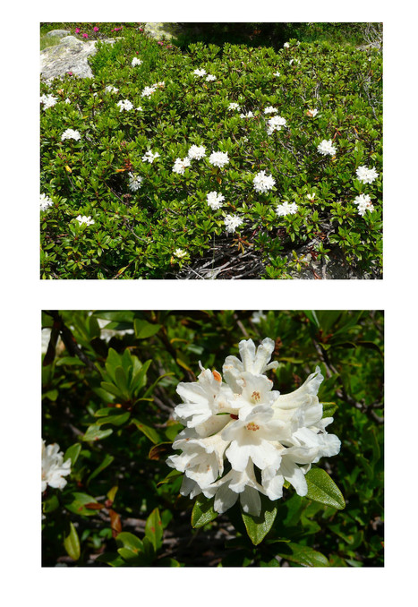 Rhododendrons "hypochromes" observés vers Estibère - Photo Simone Fréchou | Vallées d'Aure & Louron - Pyrénées | Scoop.it